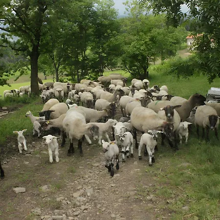 Du Pré *